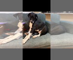 Small Photo #3 Great Dane-Unknown Mix Puppy For Sale in Bullard, TX, USA