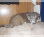 Small Photo #43 Australian Shepherd-Pembroke Welsh Corgi Mix Puppy For Sale in GALLEGOS, NM, USA