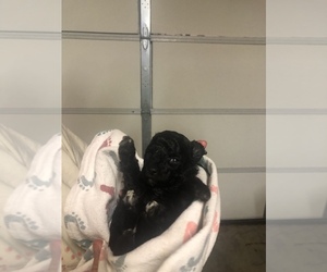 Poodle (Miniature) Puppy for sale in ASH GROVE, MO, USA