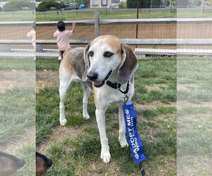 Mutt Dogs for adoption in Oakhurst, NJ, USA