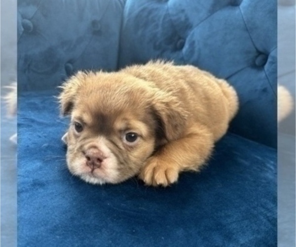 Medium Photo #7 English Bulldog Puppy For Sale in BEVERLY HILLS, CA, USA