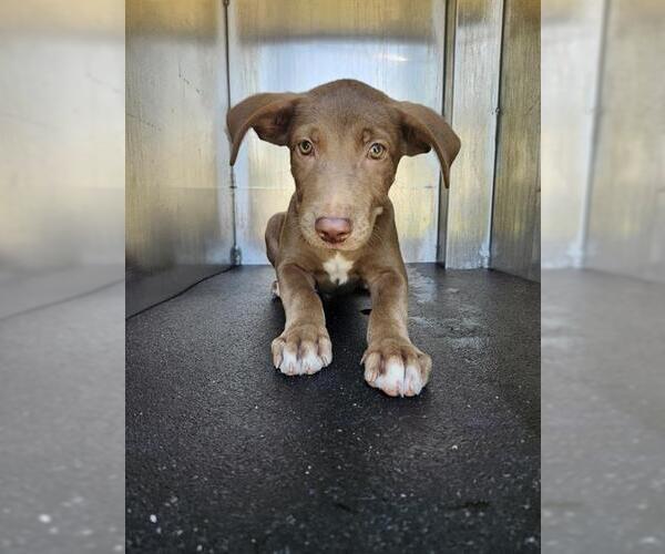 Medium Photo #1 Labrador Retriever-Unknown Mix Puppy For Sale in San Antonio, TX, USA