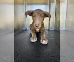Small Labrador Retriever Mix