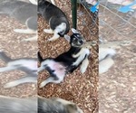 Puppy 3 German Shepherd Dog-Siberian Husky Mix