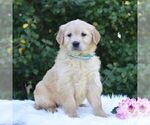 Small #4 Golden Retriever