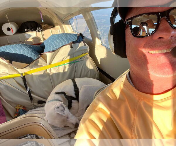 Medium Photo #2 Labrador Retriever-Unknown Mix Puppy For Sale in New London, WI, USA