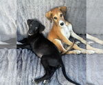 Small #1 Greyhound Mix