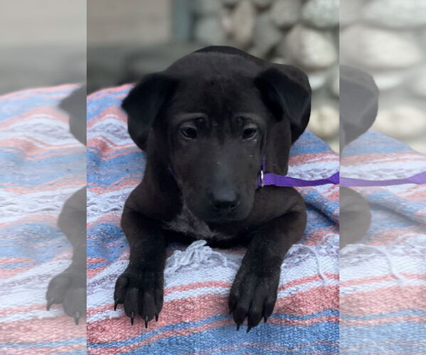 Medium Photo #12 Labrador Retriever-Unknown Mix Puppy For Sale in Dana Point, CA, USA