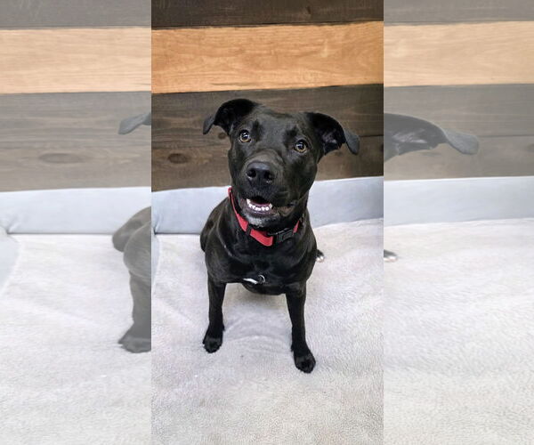 Medium Photo #2 Mutt Puppy For Sale in Rockaway, NJ, USA