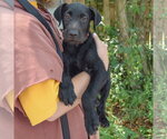 Small #2 Mutt