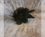 Small Photo #4 German Shepherd Dog Puppy For Sale in CLERMONT, FL, USA