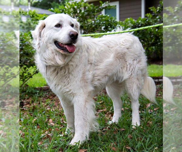 Medium Photo #2 Great Pyrenees Puppy For Sale in Spring, TX, USA