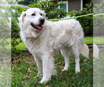 Small #1 Great Pyrenees