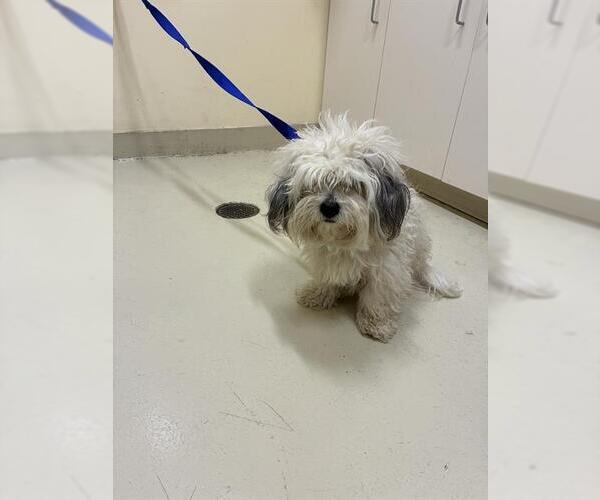 Medium Photo #1 Havanese-Unknown Mix Puppy For Sale in Fremont, CA, USA