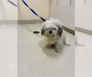 Havanese-Unknown Mix Dogs for adoption in Fremont, CA, USA