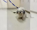 Small Havanese Mix