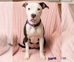 Nera- sister to Nico - Female American Pit Bull Terrier-Unknown Mix Dog for Adoption - Small photo