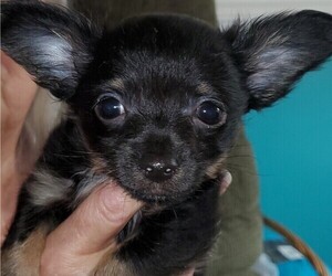 Chihuahua Puppy for sale in SELMA, NC, USA