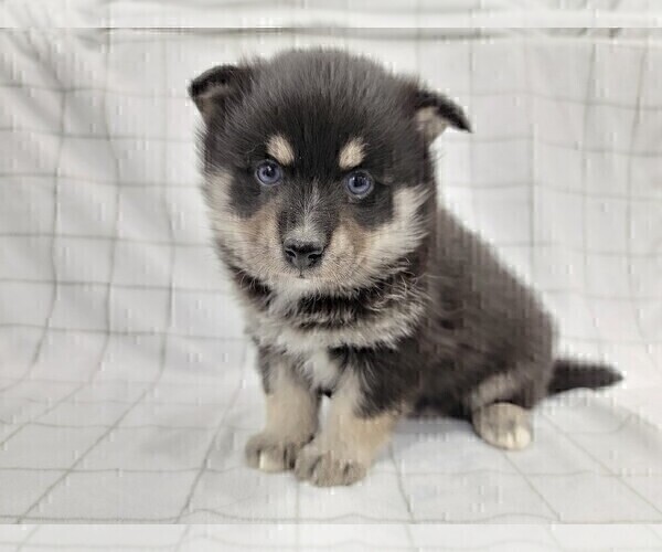 Medium Photo #3 Pomsky Puppy For Sale in BELLEVUE, IA, USA