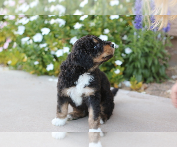 Medium Photo #4 Aussiedoodle Puppy For Sale in CHANDLER, AZ, USA