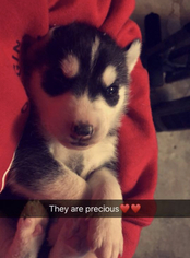 Siberian Husky Puppy for sale in ROCKY COMFORT, MO, USA