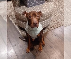 Doberman Pinscher-Unknown Mix Dogs for adoption in Charlotte, NC, USA