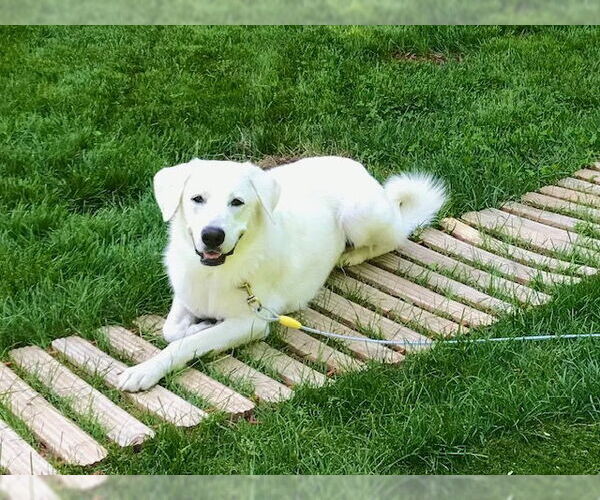 Medium Photo #2 Anatolian Pyrenees Puppy For Sale in Croydon, NH, USA