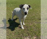Small #10 Mutt