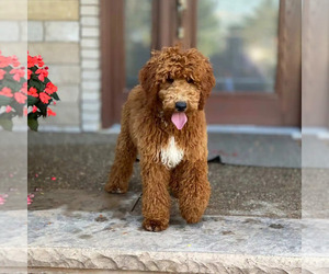 Mother of the Poodle (Standard) puppies born on 04/24/2025