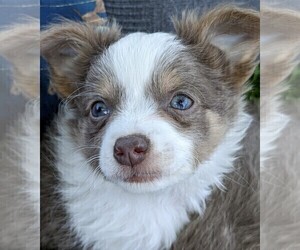 Chihuahua Puppy for sale in LEBANON, PA, USA