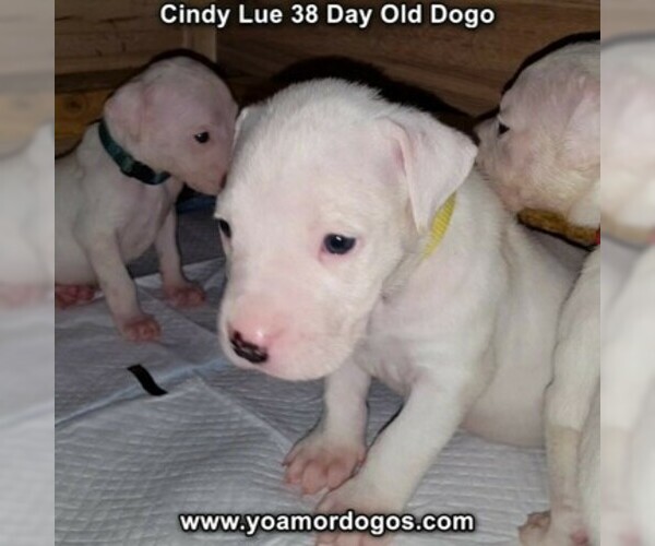 Medium Photo #62 Dogo Argentino Puppy For Sale in PINEVILLE, MO, USA