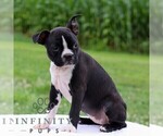 Small #3 Boston Terrier