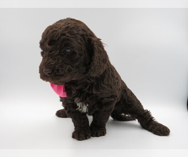 Medium Photo #4 Goldendoodle-Poodle (Miniature) Mix Puppy For Sale in TELLICO PLAINS, TN, USA