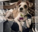 Small Maltese Mix