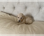 Small Photo #6 Goldendoodle Puppy For Sale in ZEBULON, NC, USA
