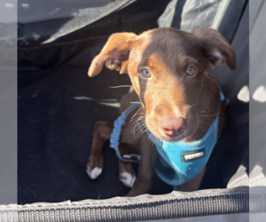 Labrador Retriever Dogs for adoption in Brooklyn, NY, USA