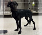 Small #1 Labrador Retriever-Retriever  Mix