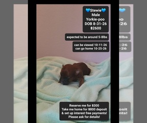 Yorkipoo Puppy for sale in TUCSON, AZ, USA