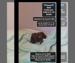 Small Yorkipoo