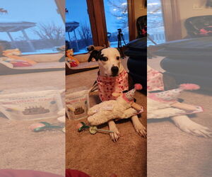 Piper Jo - Female Catahoula Leopard Dog-Whippet Mix Dog for Adoption - Photo #3