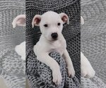 Small Photo #8 Bull Terrier-Unknown Mix Puppy For Sale in McKinney, TX, USA