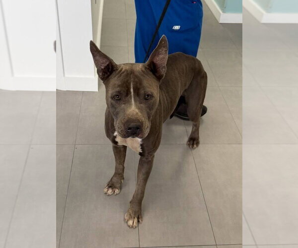 Medium Photo #7 Mutt Puppy For Sale in Pompano Beach , FL, USA