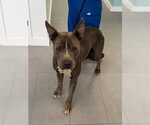 Small #6 Mutt