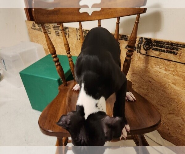 Medium Photo #2 American Pit Bull Terrier Puppy For Sale in WATERLOO, IA, USA
