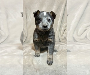 Australian Cattle Dog Puppy for sale in HILLSBORO, WI, USA