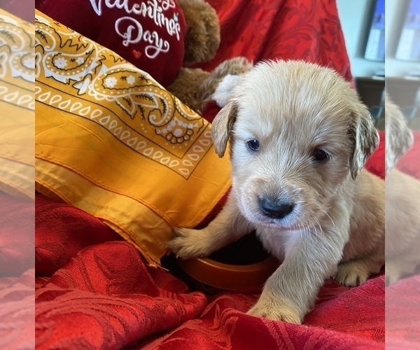 Medium Photo #7 Golden Retriever Puppy For Sale in RADCLIFF, KY, USA