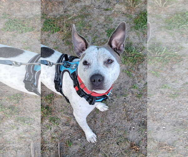 Medium Photo #2 Mutt Puppy For Sale in Oakhurst, NJ, USA