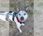 Small #1 Mutt