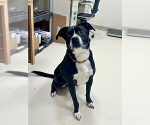 Bulldog-Unknown Mix Dogs for adoption in Webster, WI, USA