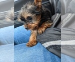 Small Photo #9 Yorkshire Terrier Puppy For Sale in SPENCER, TN, USA